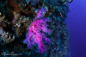 Purple Coral/Photographed with a Tokina 10-17 mm fisheye ... by Laurie Slawson 